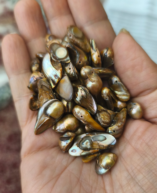 مروارید پرورشی آبالون رنگ رزگلد اصل سوراخ دار